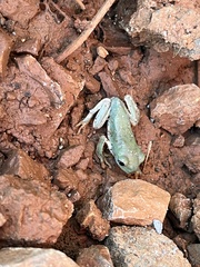 Agalychnis dacnicolor