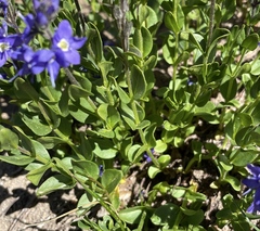 Veronica cusickii