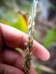 Panicum amarum amarulum