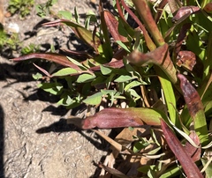 Vaccinium cespitosum