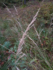 Calamagrostis epigejos