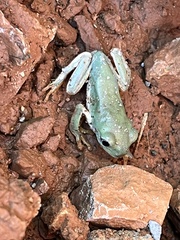 Agalychnis dacnicolor