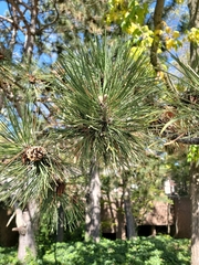 Pinus resinosa