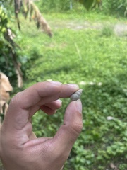 Bulimulus guadalupensis