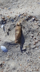 Scyliorhinus canicula