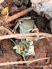 Agalychnis dacnicolor