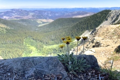 Erigeron aureus