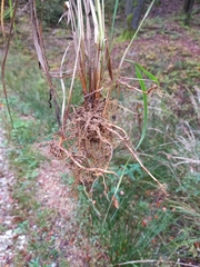 Calamagrostis epigejos