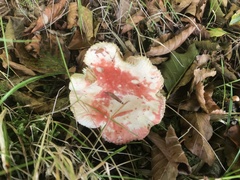 Russula cremoricolor