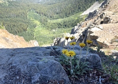 Erigeron aureus