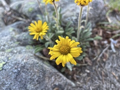 Erigeron aureus