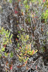 Ruschia multiflora