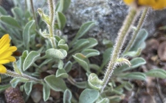 Erigeron aureus