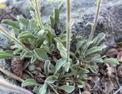 Erigeron aureus