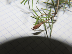 Oligotrophus panteli