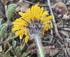 Erigeron aureus
