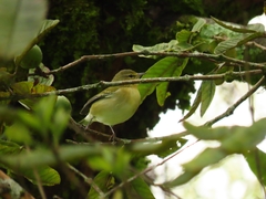 Leiothlypis peregrina