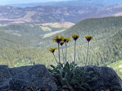 Erigeron aureus