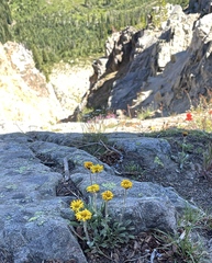 Erigeron aureus