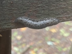 Megapallifera mutabilis