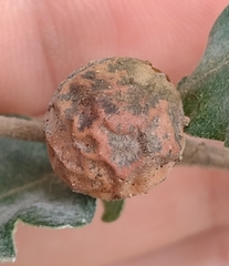 Andricus infectorius