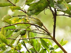 Leiothlypis peregrina