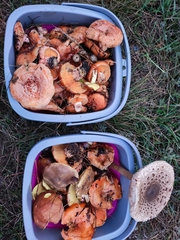 Lactarius deliciosus