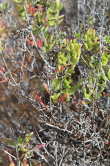 Ruschia multiflora