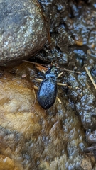 Nebria lacustris