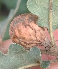 Andricus infectorius