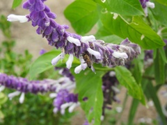 Apis mellifera