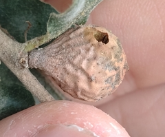 Andricus infectorius