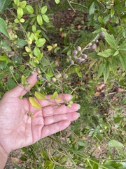 Vaccinium elliottii