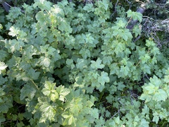 Ribes acerifolium