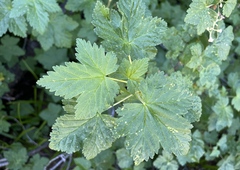Ribes acerifolium