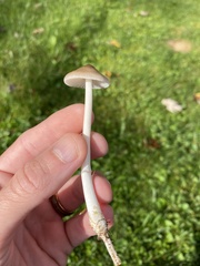 Oudemansiella limonispora