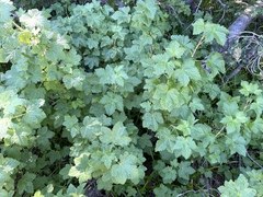Ribes acerifolium
