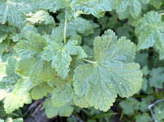Ribes acerifolium