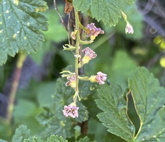 Ribes acerifolium