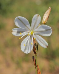Chlorophytum rigidum