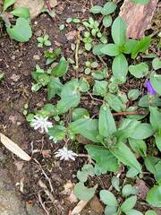 Stellaria pubera