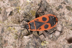 Pyrrhocoris apterus
