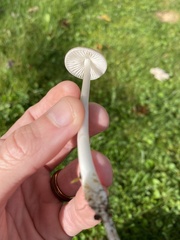 Oudemansiella limonispora