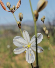 Chlorophytum rigidum