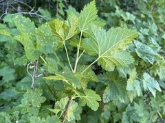 Ribes acerifolium