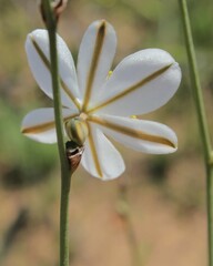 Chlorophytum rigidum