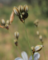 Chlorophytum rigidum