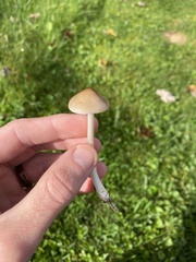 Oudemansiella limonispora