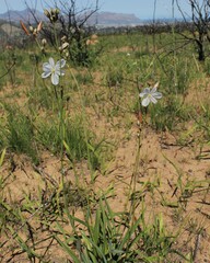 Chlorophytum rigidum