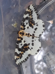 Abraxas grossulariata